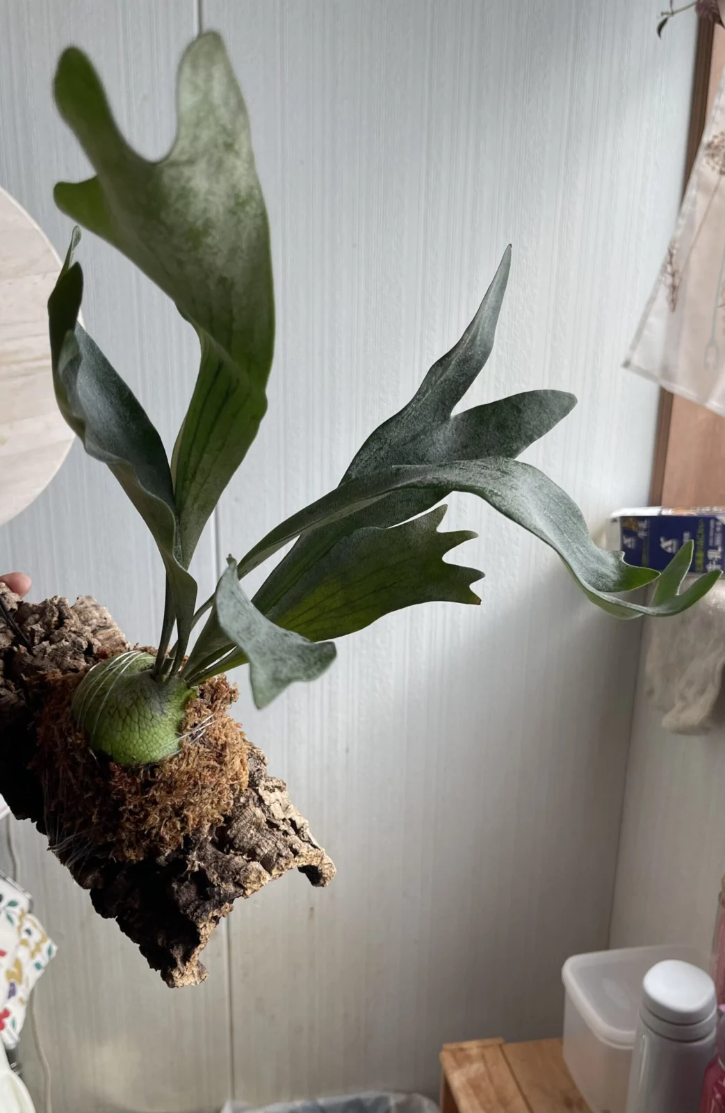 コウモリラン　ネザーランド