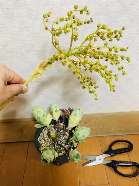 アエオニウム　グリーノビア　パンドラ　多肉植物　花　剪定