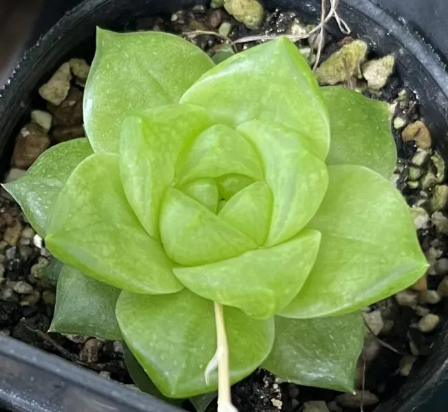 多肉植物　ハオルチア　メアリ