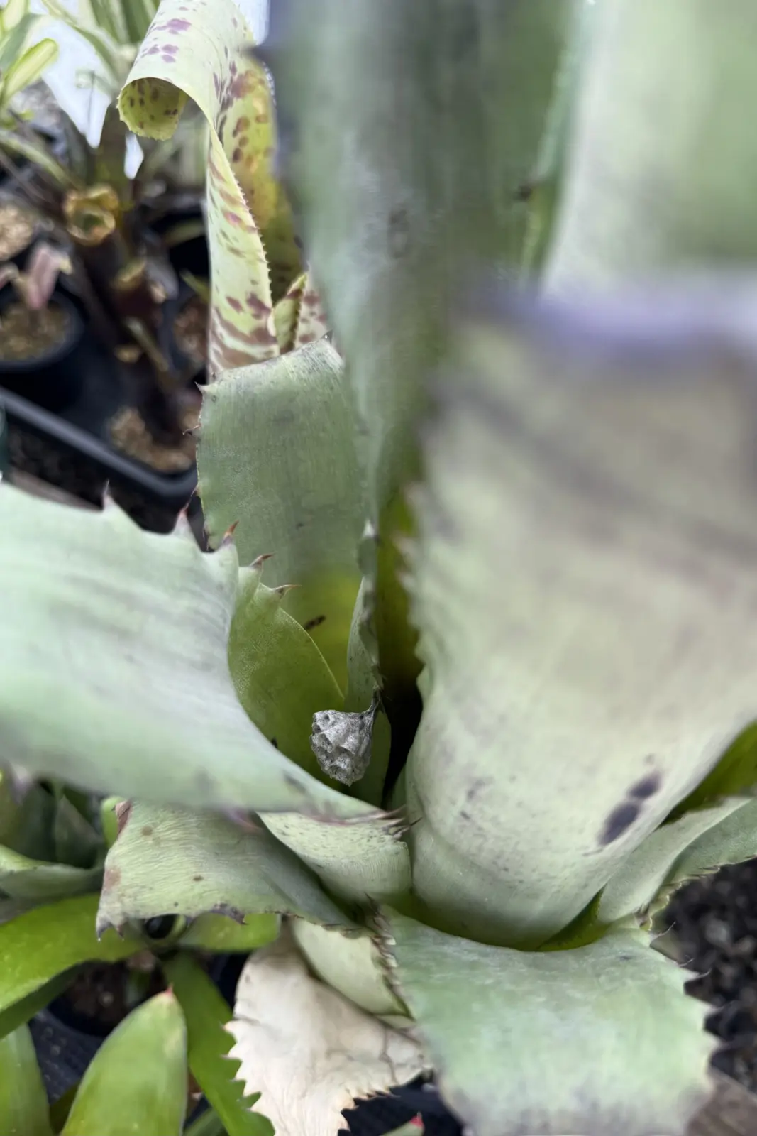 ホヘンベルギア サンドラズマウンテン