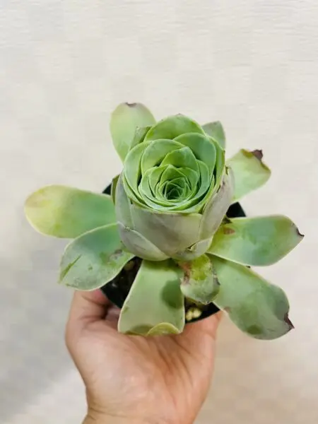 アエオニウム　グリーノビア　小玉ローズ　多肉植物