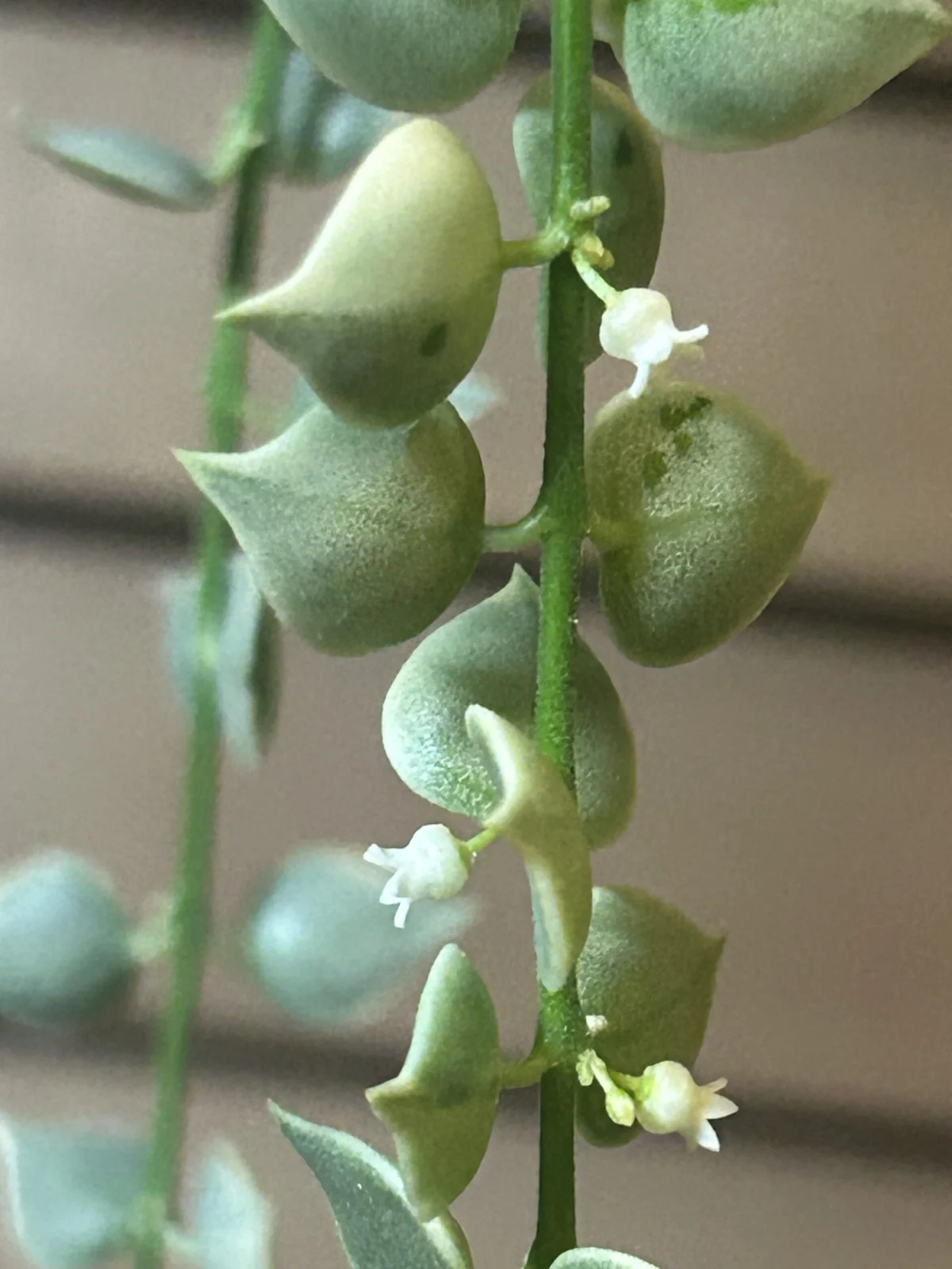 ディスキディア　ミリオンハート　花