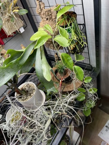 ホヤ カルノーサ