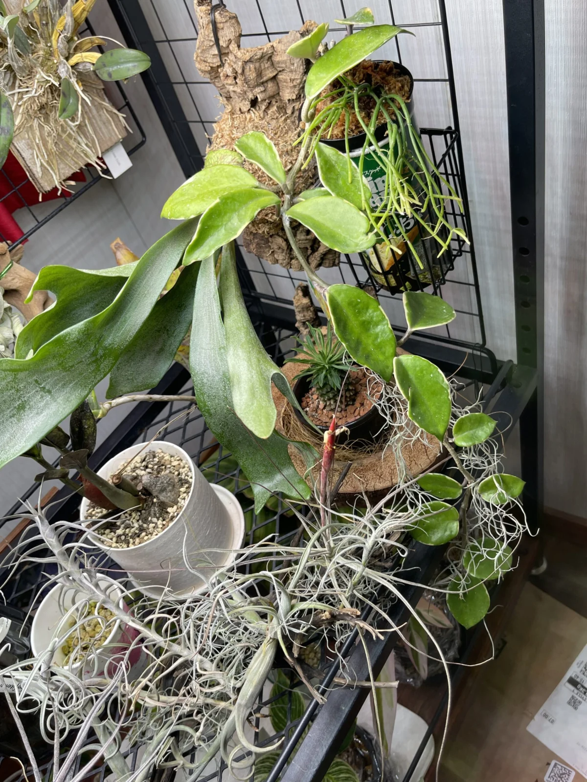 ホヤ　カルノーサ