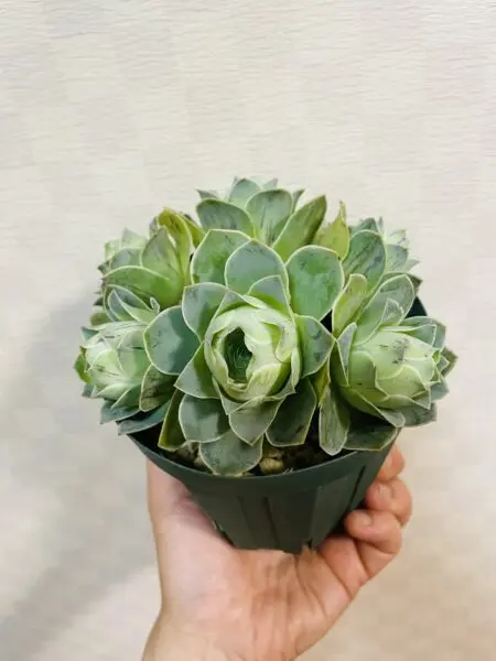 アエオニウム　グリーノビア　ピンクエルイエロ×珠玉　多肉植物