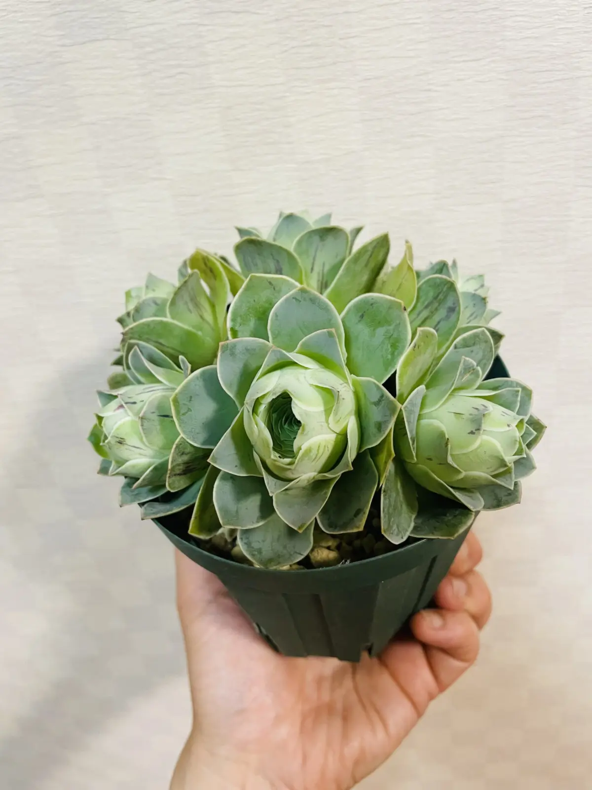 アエオニウム　グリーノビア　ピンクエルイエロ×珠玉　多肉植物