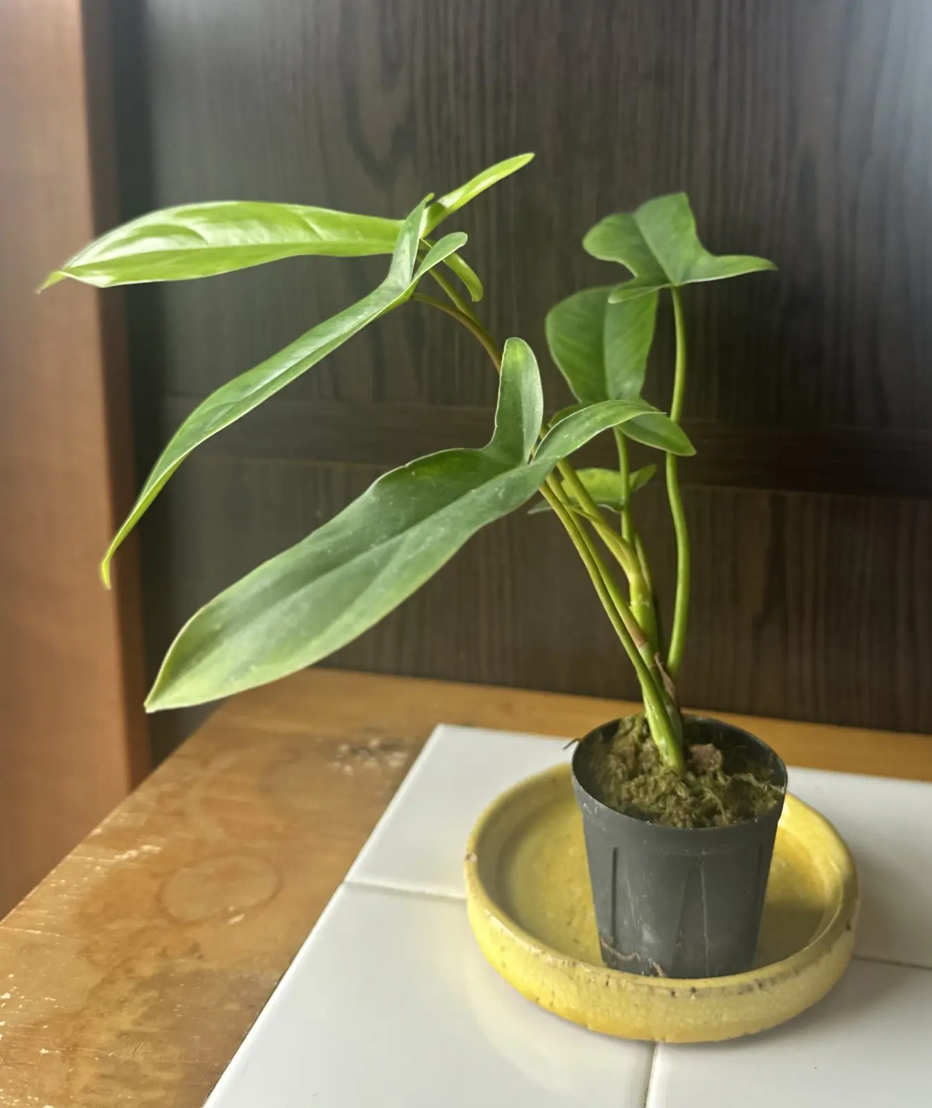 フィロデンドロン 69686