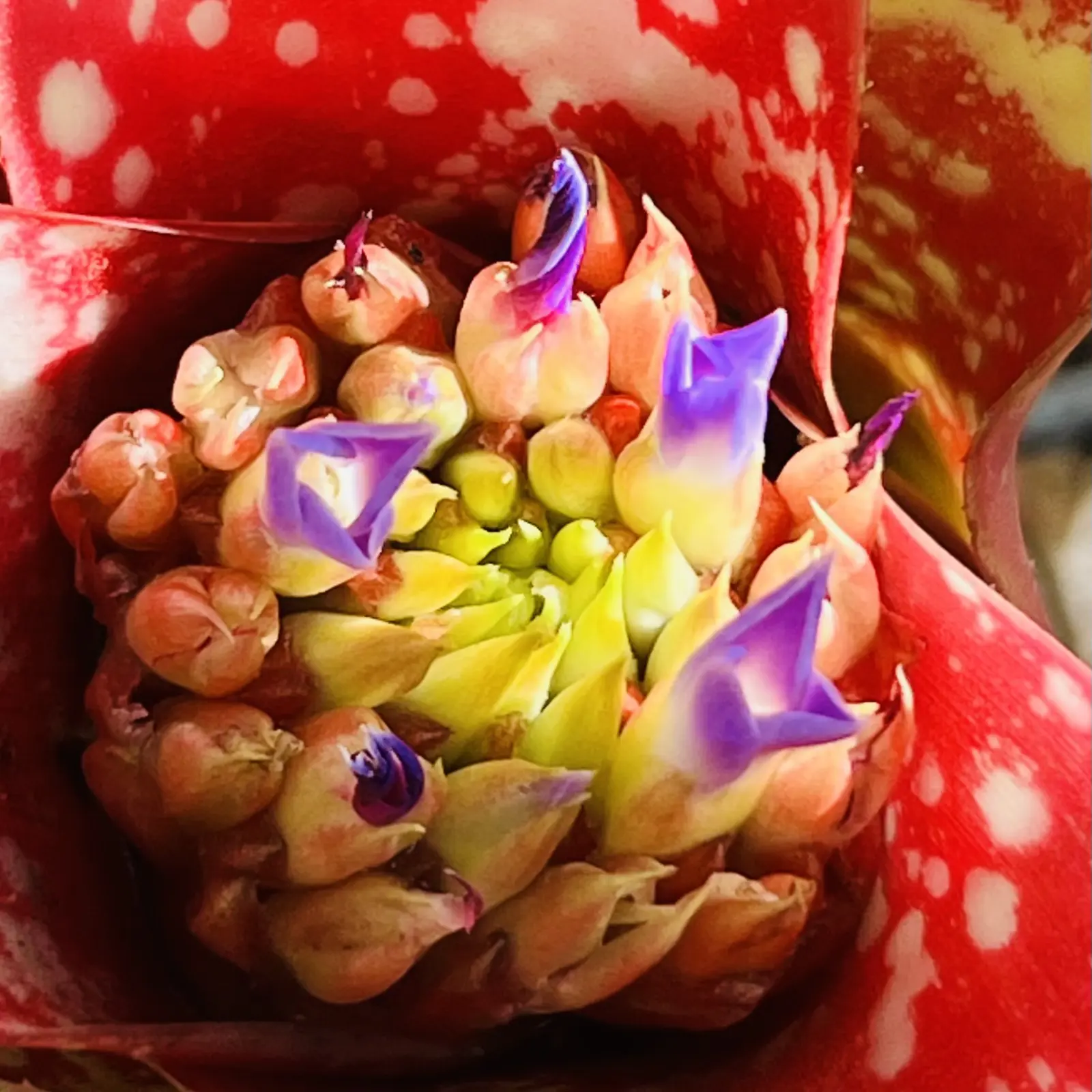 ネオレゲリア　花　品種不明