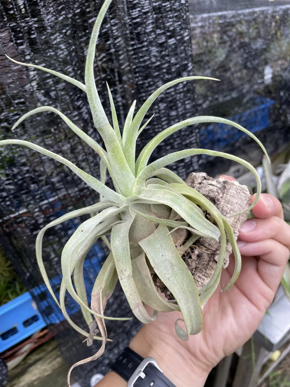 ティランジア　ストレプトフィラ