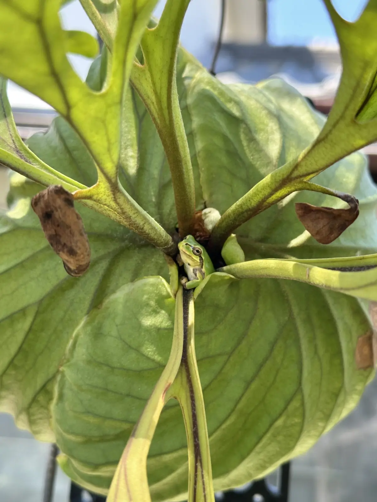 ビカクシダ　リドレイ