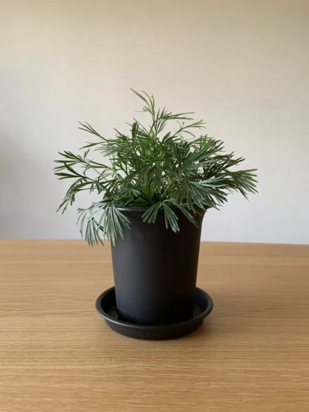 アクティニオプテリス　オーストラリス