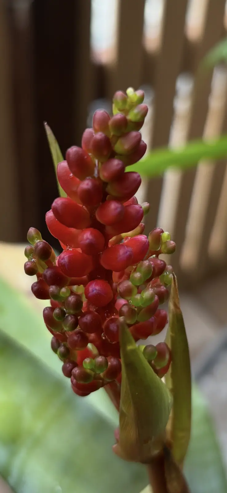 エクメア　フルゲンス