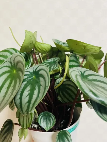 ぺぺロミア サンデルシー スイカぺぺ 花
