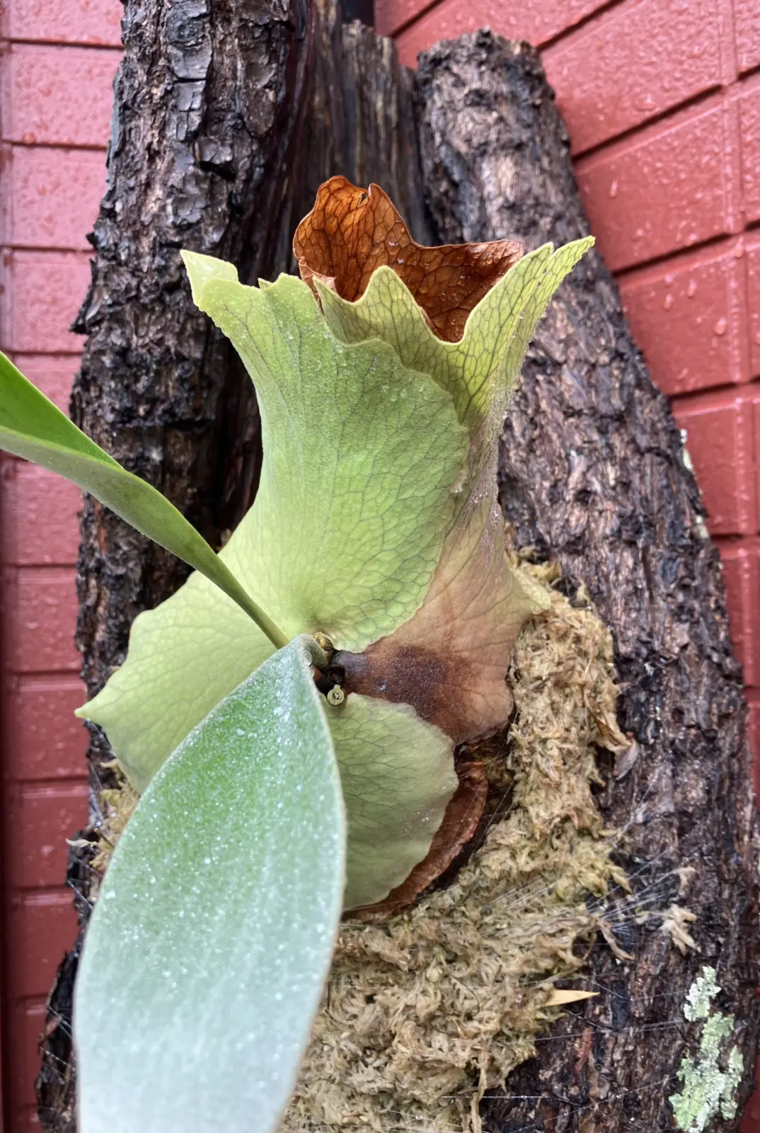 ビカクシダ　ネザーランド