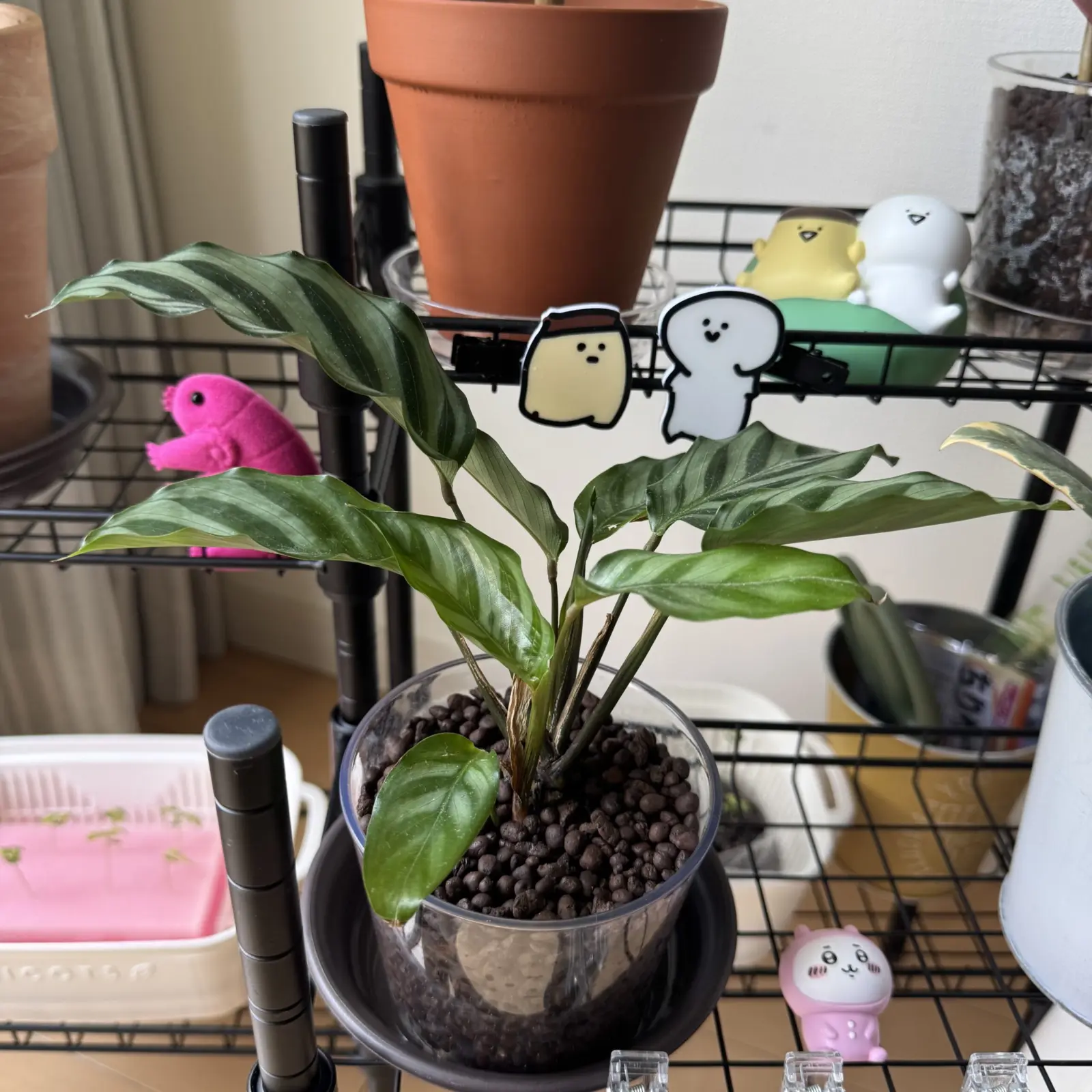 カラテア フレディ