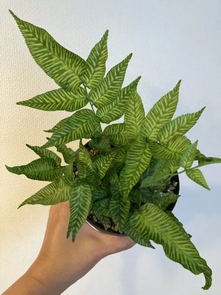コニオグランメ　エメイエンシス　シダ