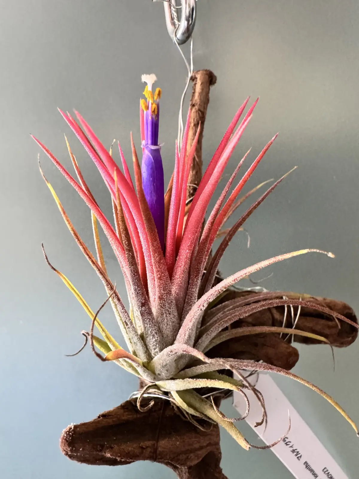 ティランジア イオナンタ マルディグラ 花