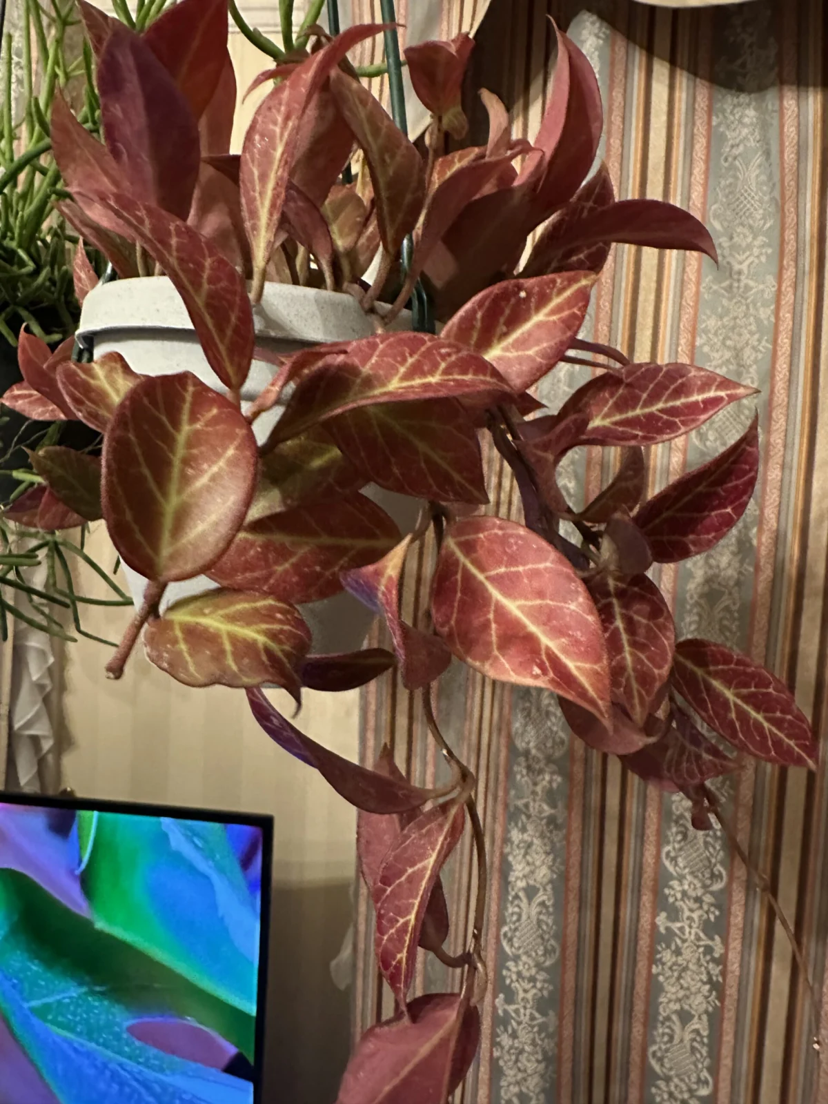 ホヤ　オブスクラ　吊り鉢