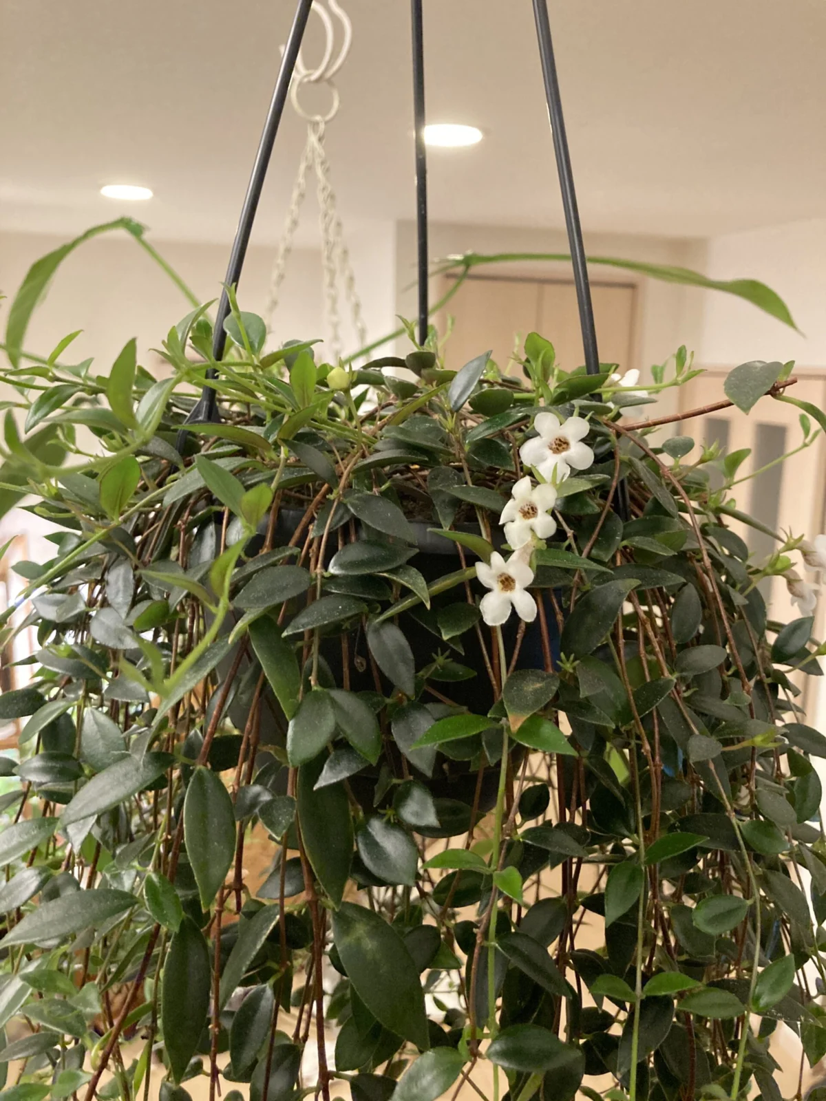 コドナンテ　クラシフォリア　花