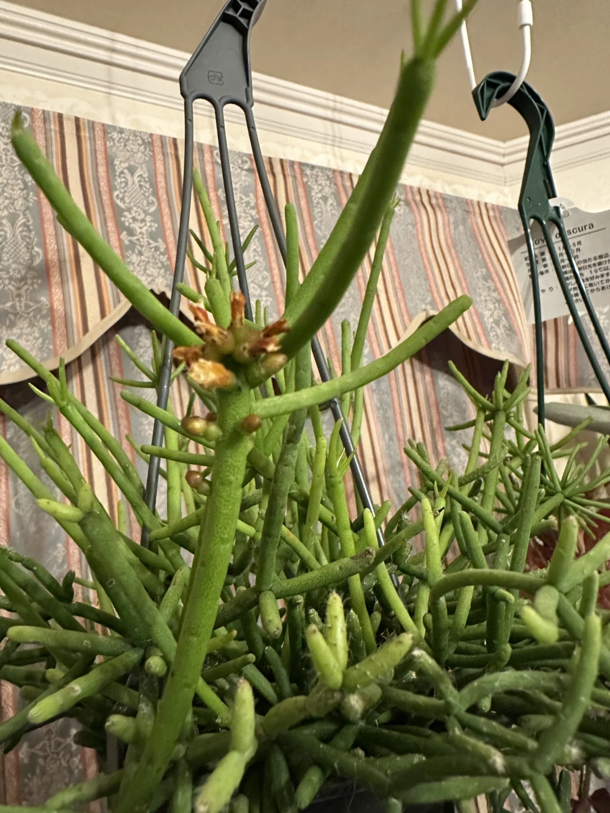 リプサリス　ヘテロクラダ