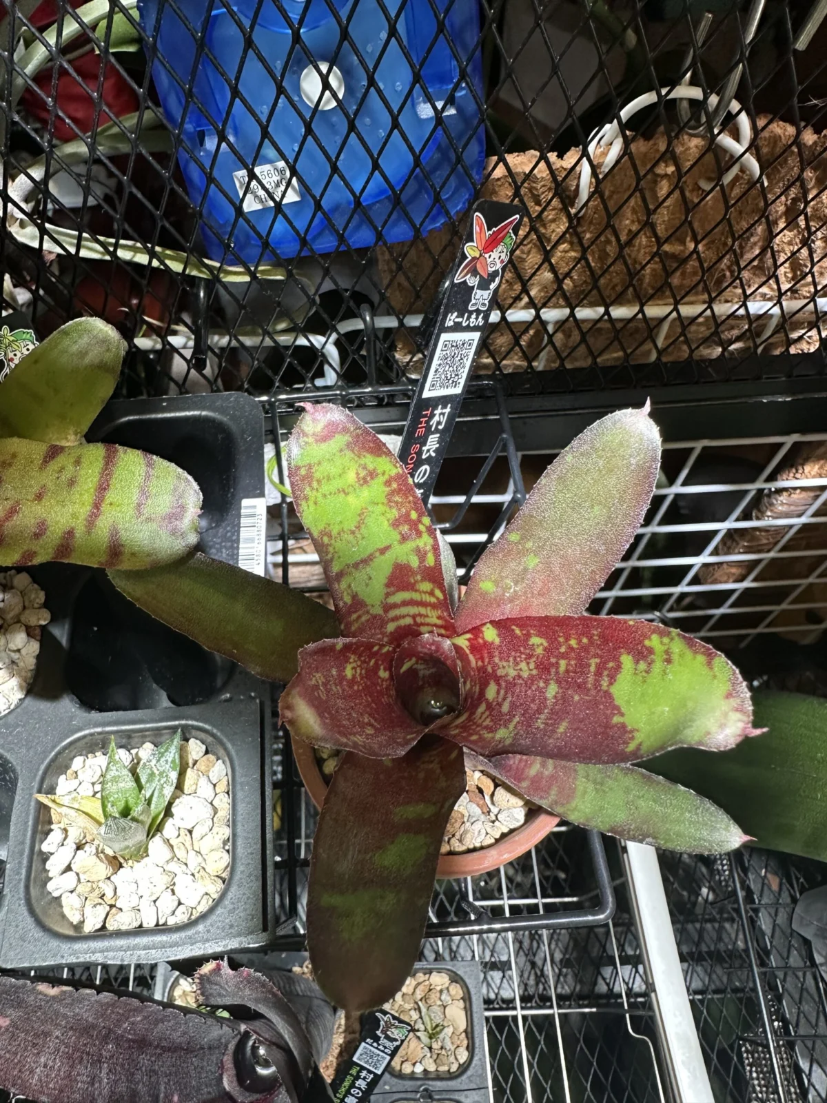 ネオレゲリア アリーウープ　