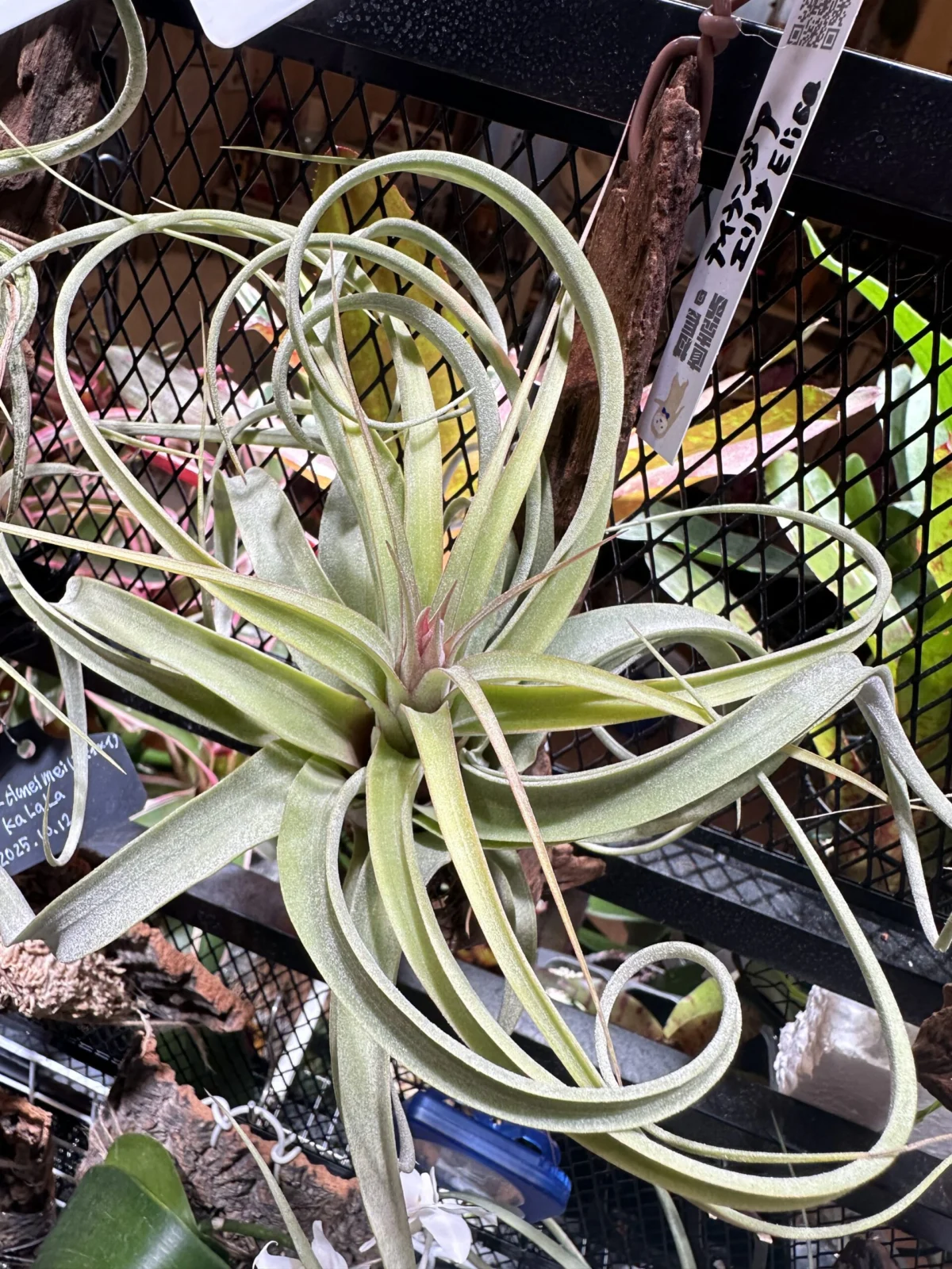 ティランジア エリサ