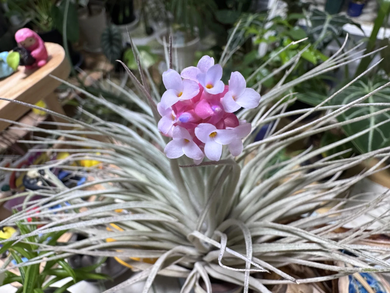 ティランジア コットンキャンディ パープル