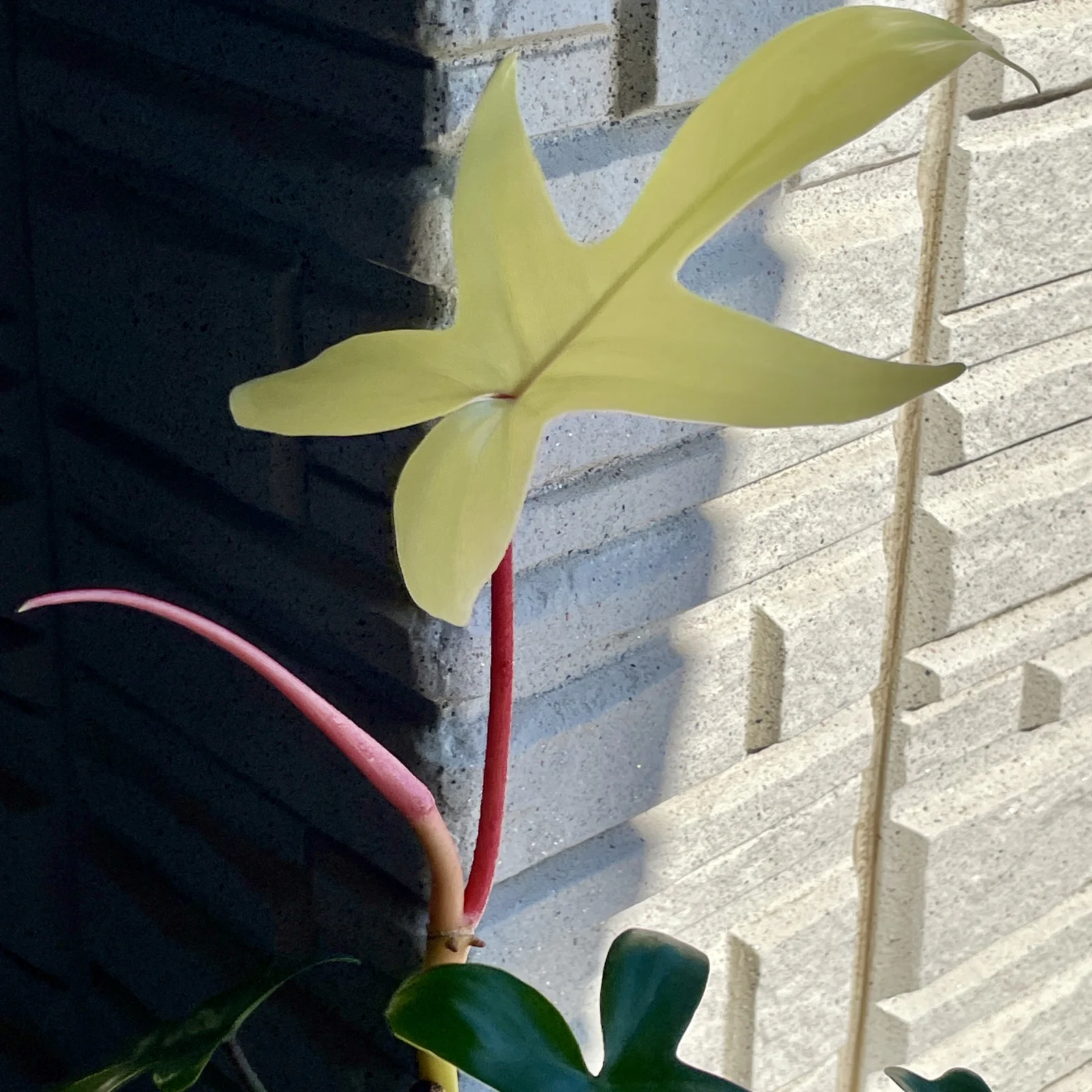 フィロデンドロン　フロリダゴースト