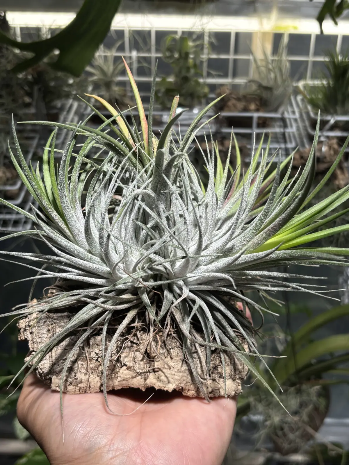 ティランジア　イオナンタ　ゴジラ