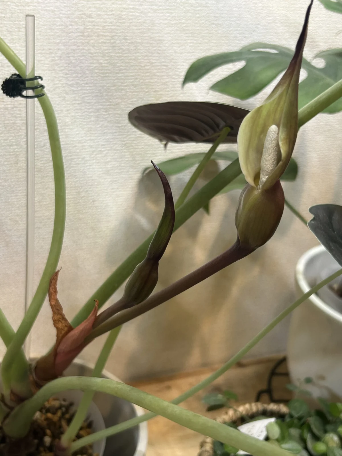 アロカシア　クプレア　花