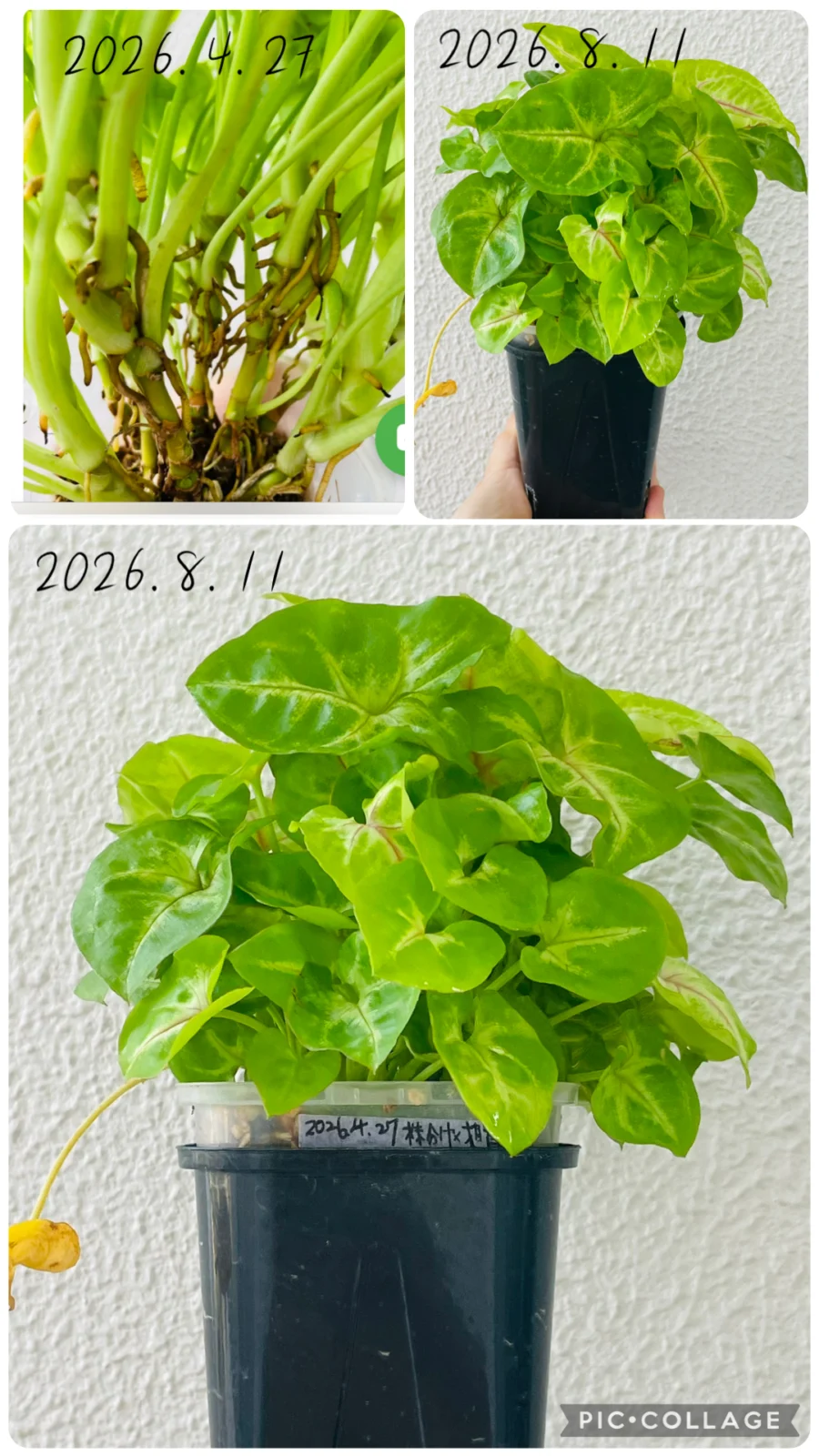 シンゴニウム　ライム　100均　植替え後
