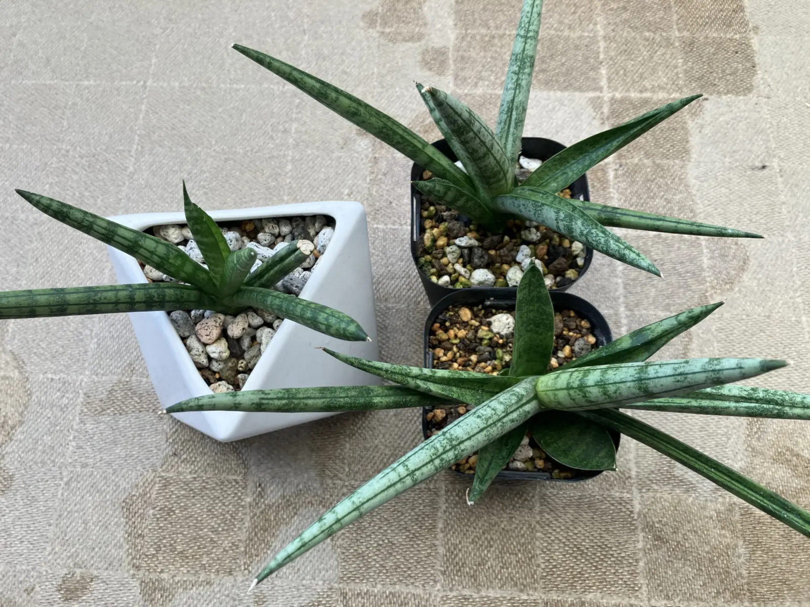 サンセベリア　ボンセレンシス