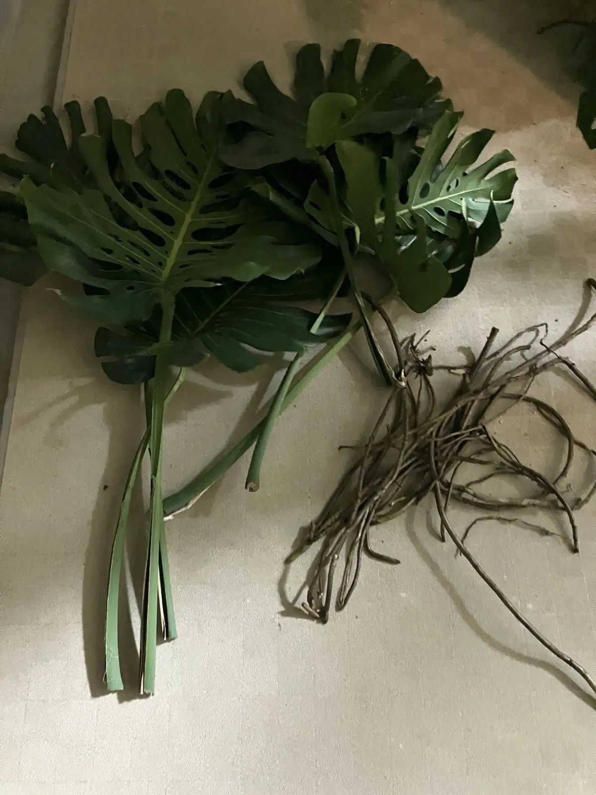 モンステラ　デリシオーサ