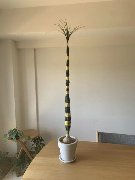 トックリラン　ノリナ　植え替え準備