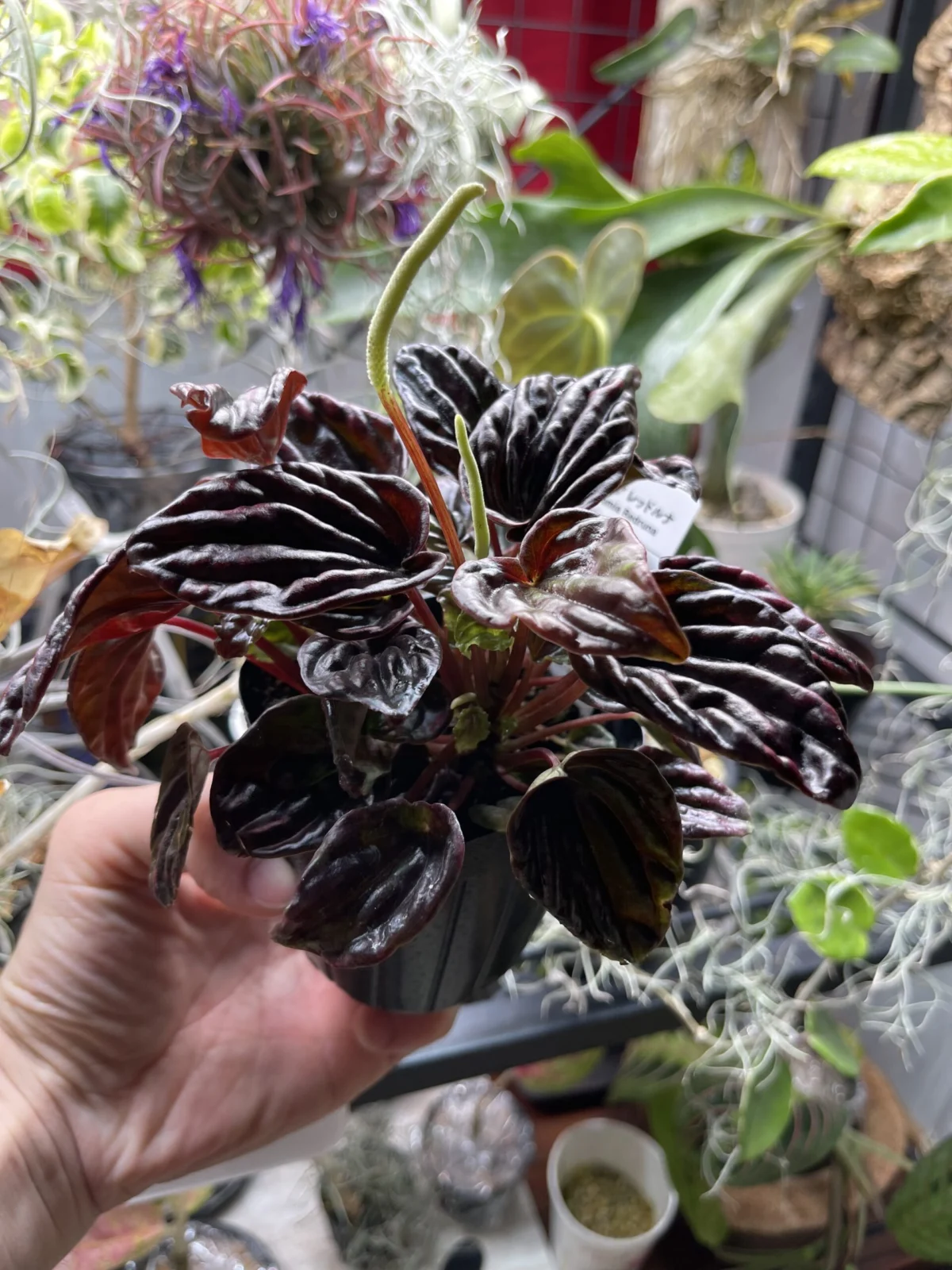 ペペロニア　レッドマナ