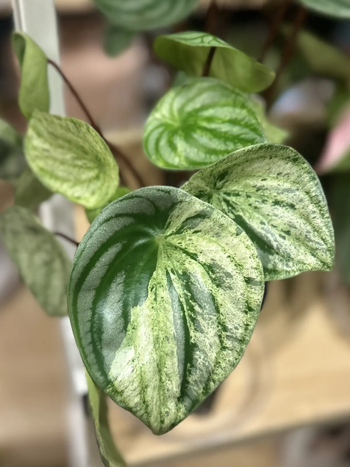 ペペロミア　斑入り　雪兎