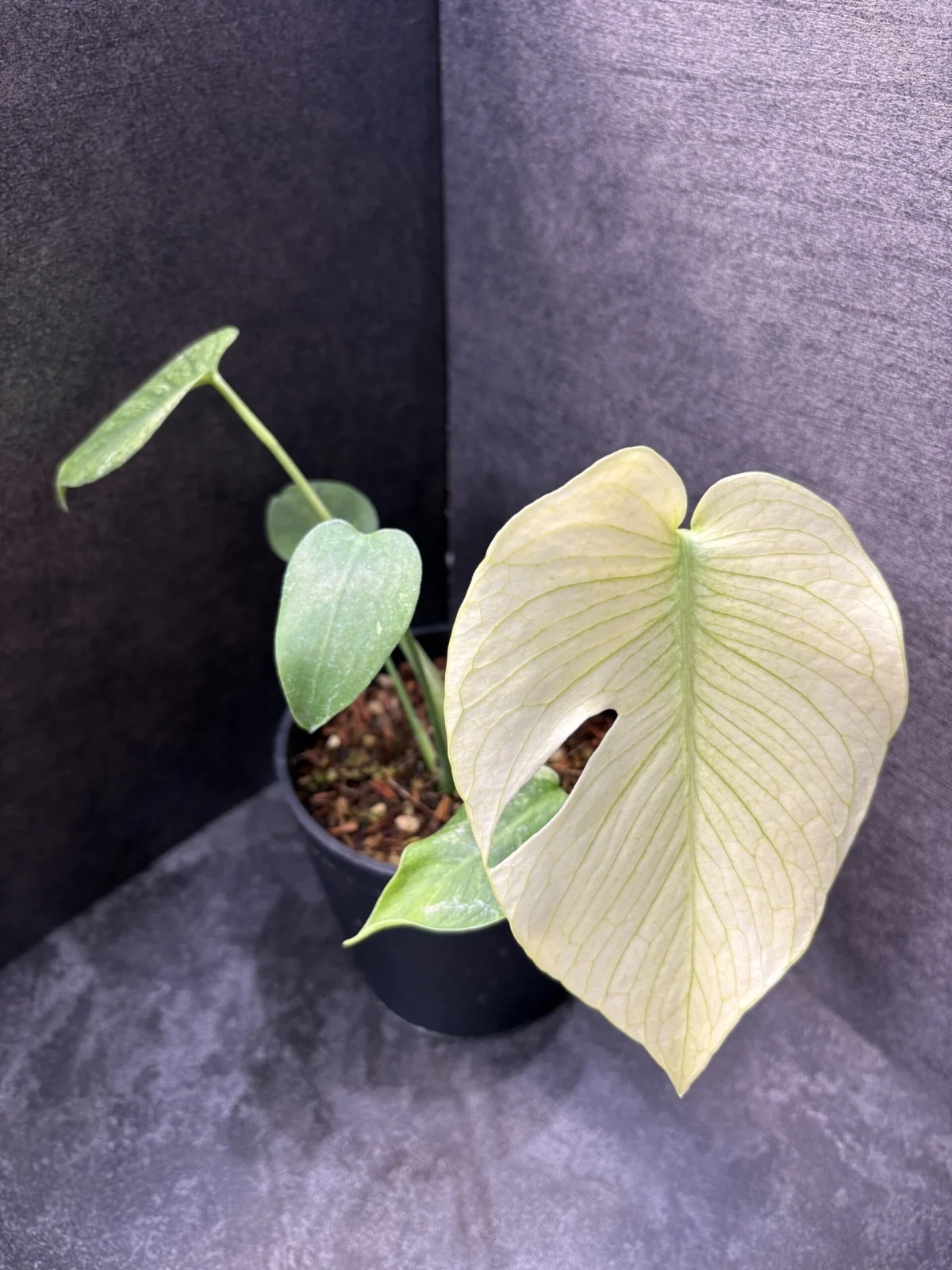 モンステラ　デリシオーサ　ホワイトモンスター