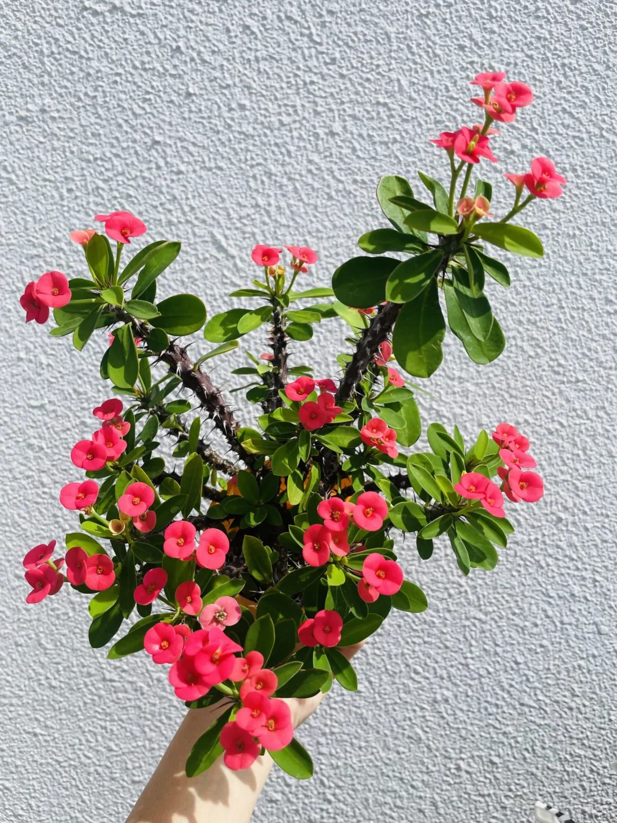 ユーフォルビア ハナキリン 花
