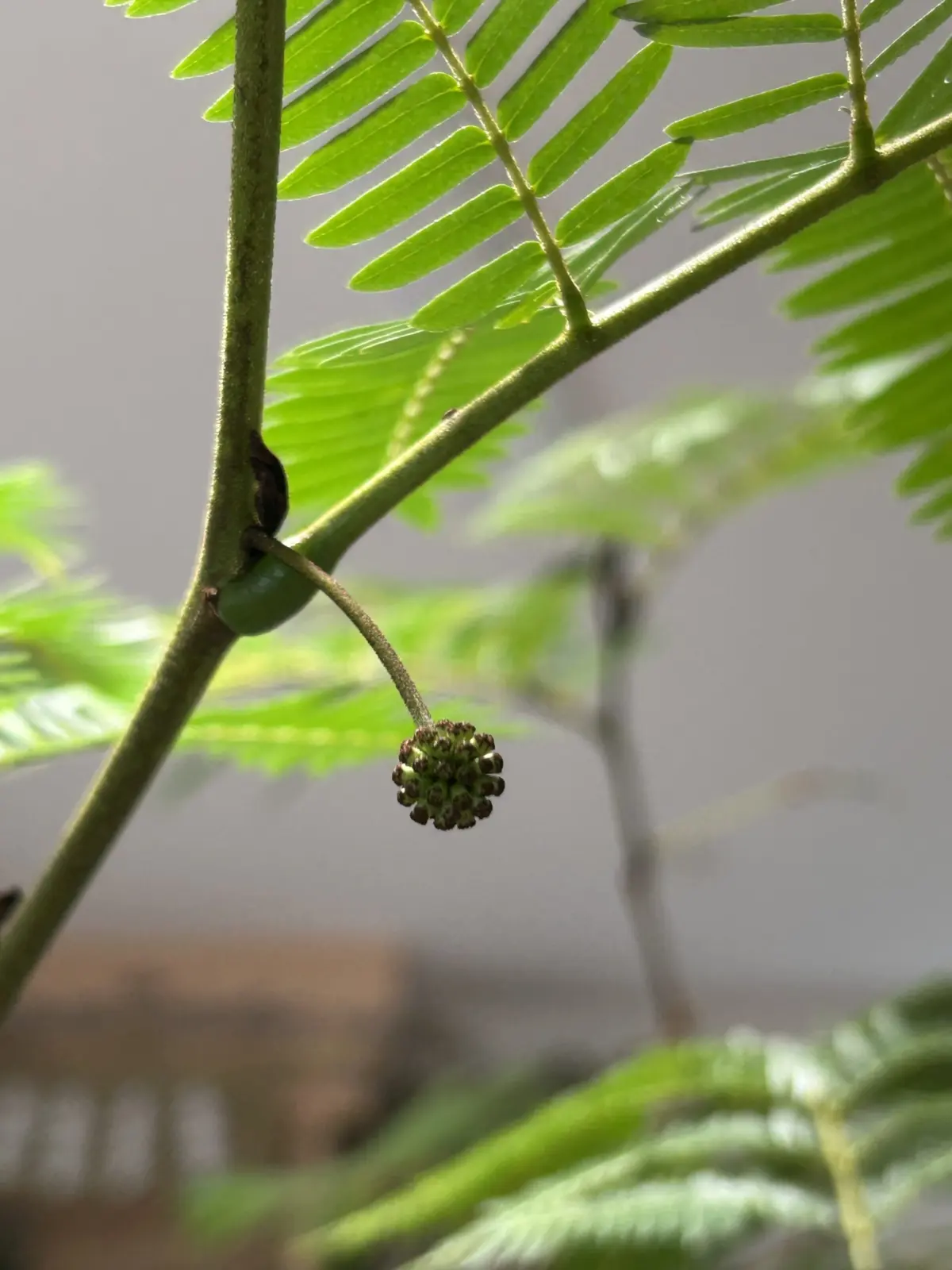 エバーフレッシュ