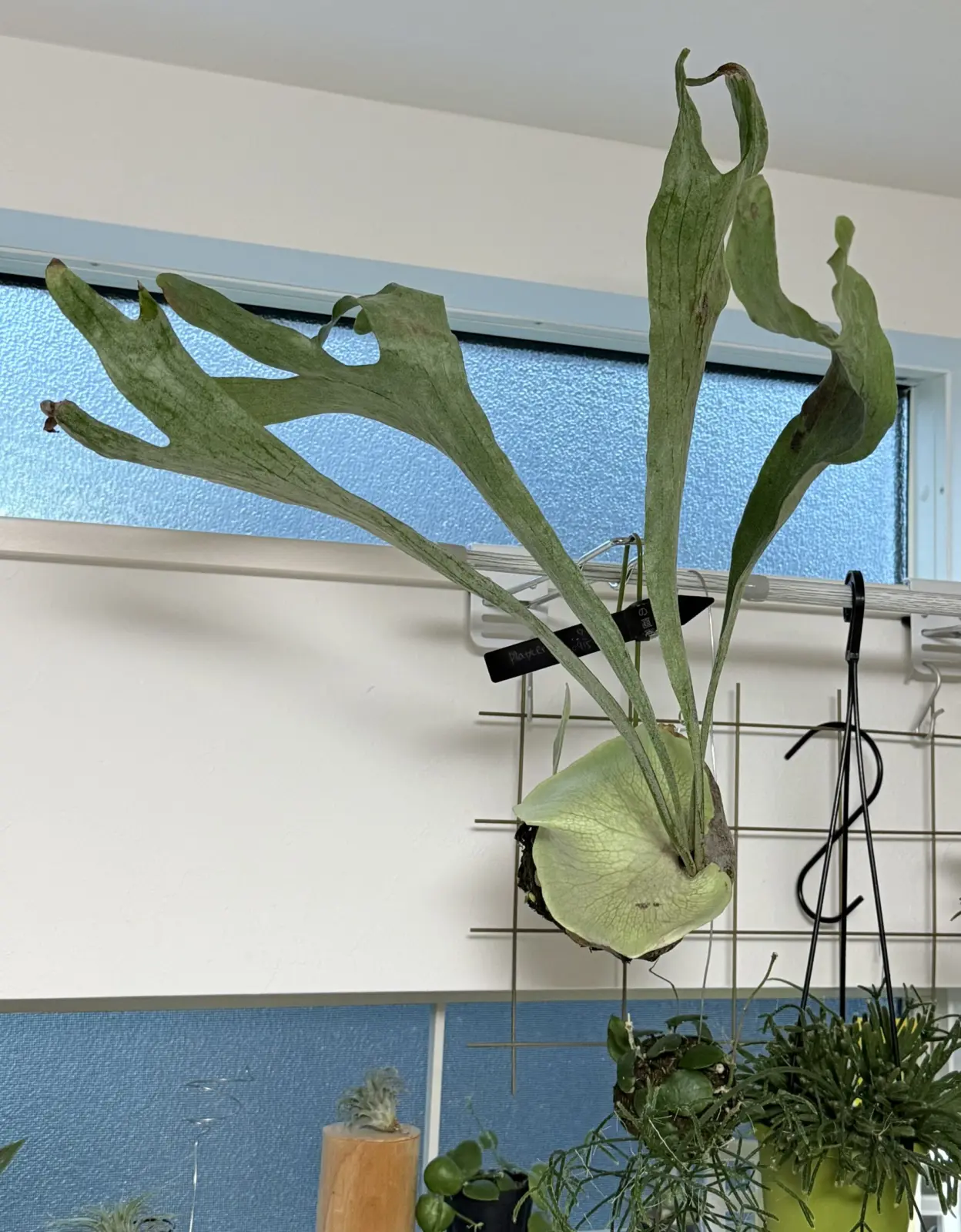 ビカクシダ　札落ち　苔玉