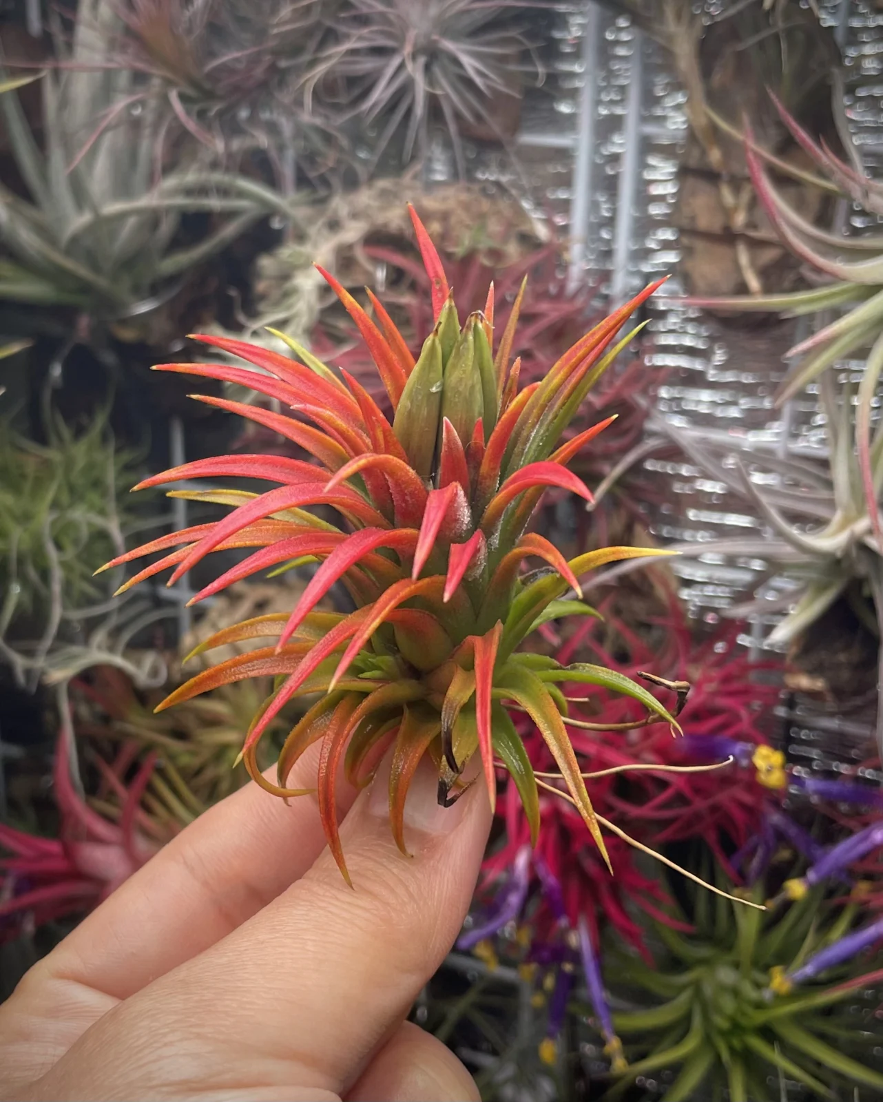 ティランジア　イオナンタ　札落ち