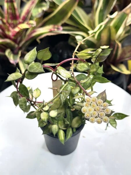 ホヤ ラクノーサ ブルーノ 花