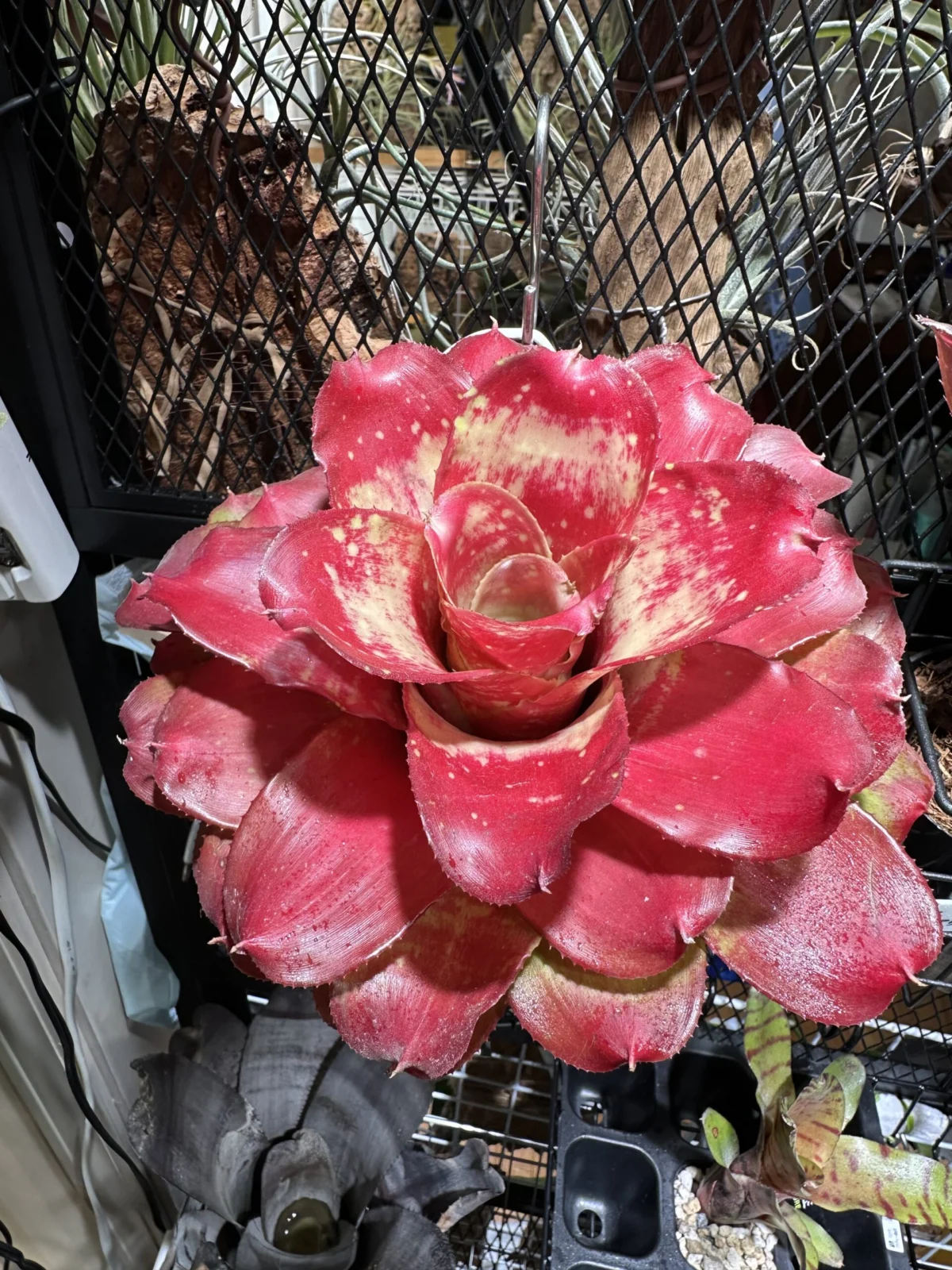 ネオレゲリア　マーブルニキ