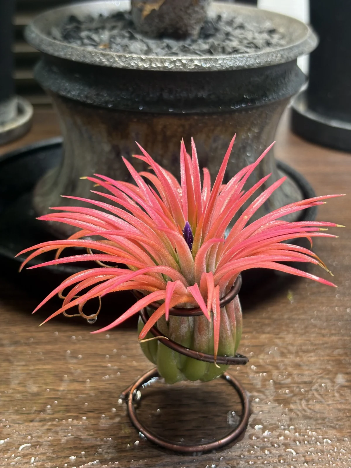 ティランジア　イオナンタ　