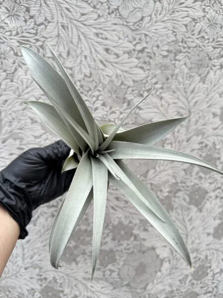 ティランジア　キセログラフィカ　子株　天面