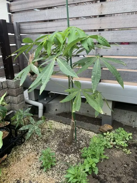 パキラ 100均