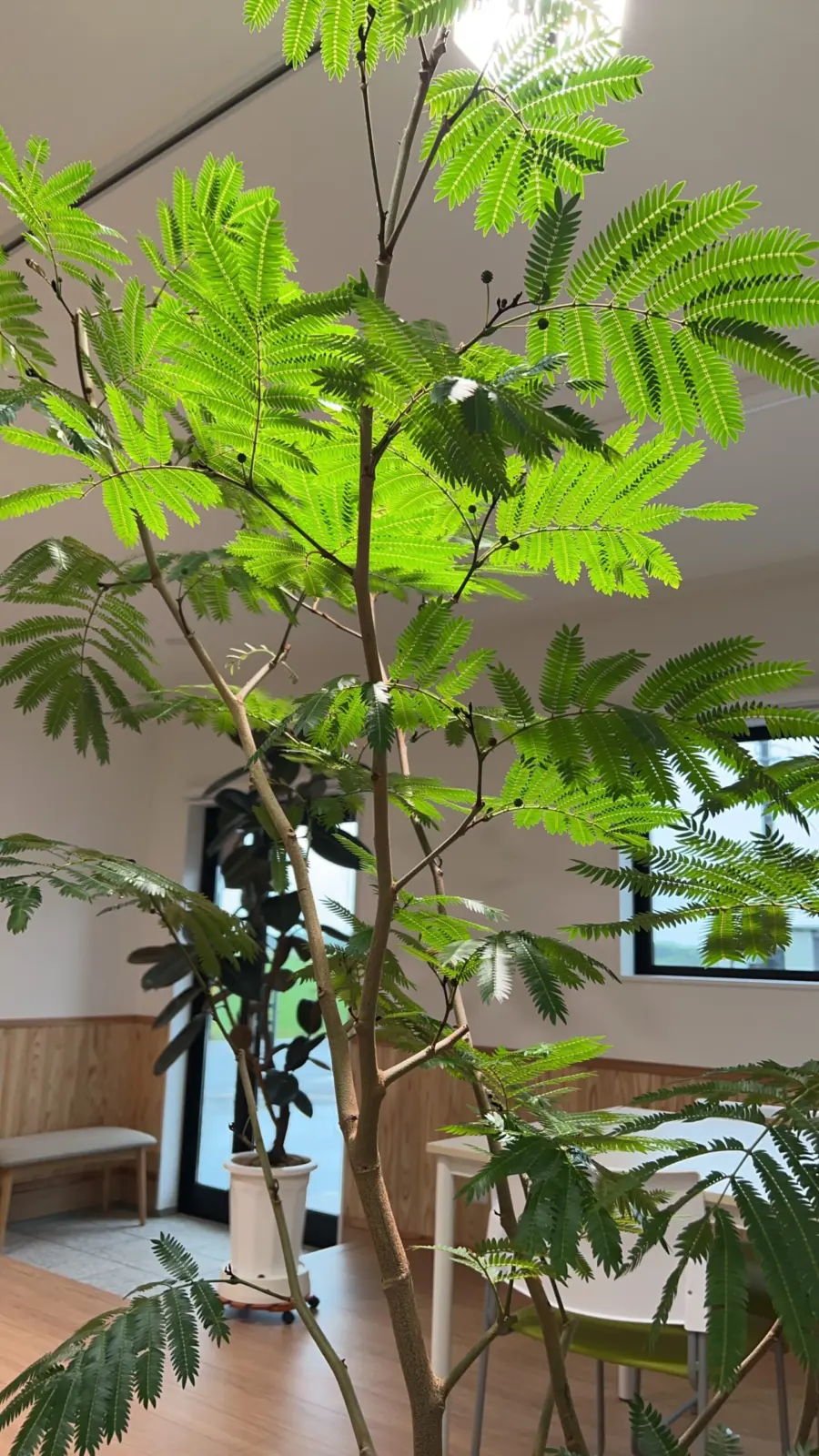 エバーフレッシュ