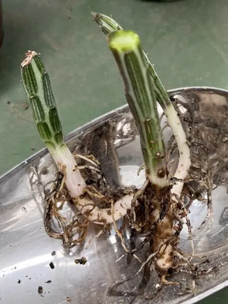 多肉植物　セネシオ　スタペリフォルミス　鉄錫杖