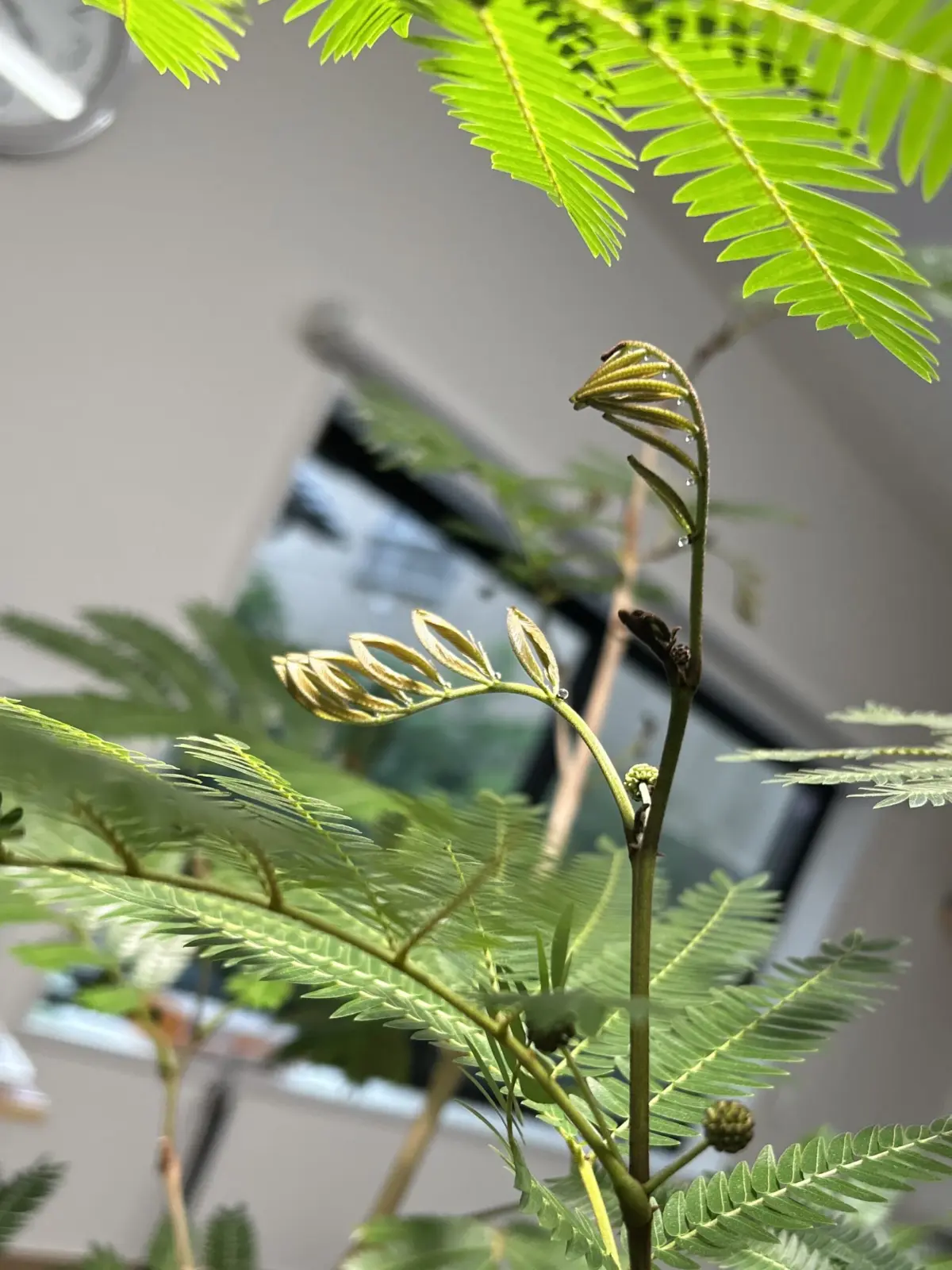 エバーフレッシュ