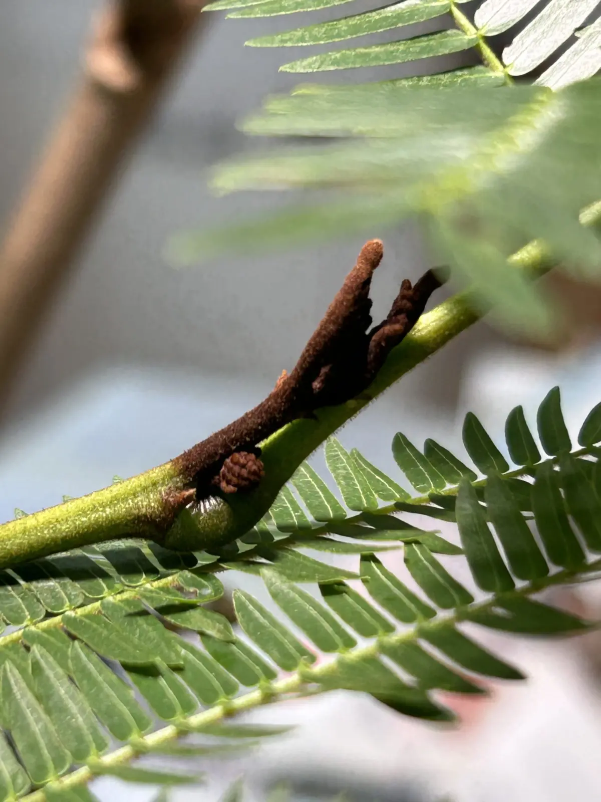 エバーフレッシュ